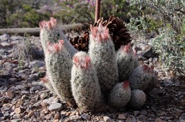 Escobaria Orcuttii V Koenigii Hardy Ball Cactus 5 seeds Fresh Gardening - $337.12 MXN