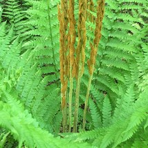 600 Cinnamon Fern Spores Seeds Fiddlehead Fern New Fresh US Shipping - $4.80