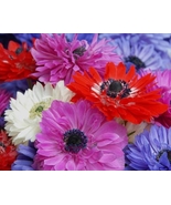 8 Anemone Mixed Flower Bulbs -A Variety of Pretty Colors with Semi-Doubl... - $29.20