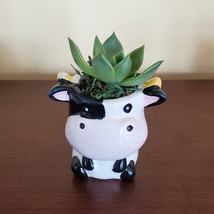 Cow Planter with Succulent, Live Plant Gift, Echeveria Agavoides, Farm Animal