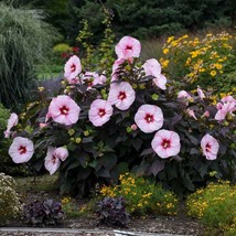 Hibiscus Perfect Storm Starter Plant Cutback Dormant Leafless New Fast Shipping - £27.59 GBP