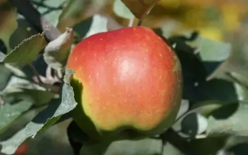25 Baldwin Apple Seeds for Garden Planting - $5.48