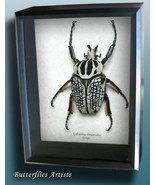 Real Flower Beetle Goliathus Orientalis Framed Museum Quality Entomology... - $273.28 CAD