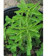  STONEBREAKER 30+ Seeds (Phyllanthus Urinaria) Chamber Bitter, Gripeweed... - £9.42 GBP
