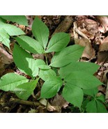 20 Seeds Wild Sarsaparilla Plant - $22.01 CAD