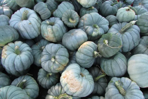 Jarrahdale Blue Pumpkin Seeds 5 Ct Cucurbita Maxima Vegetable Non Gmo Fresh Gard - £5.67 GBP