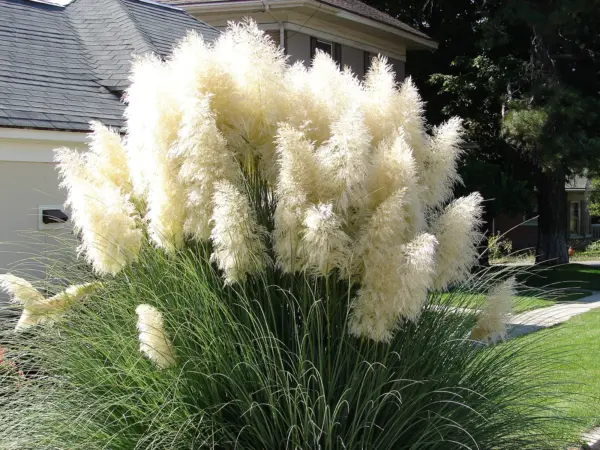 Top Seller 200 White Pampas Grass Cortaderia Selloana Ornamental Flower ... - £11.48 GBP