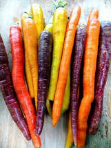 Rainbow Mix Carrot Non - Gmo Fresh Garden Harvest 350 Seeds - £3.51 GBP