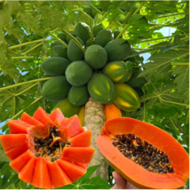 Premium Papaya Seeds - Organic and Red - $14.46