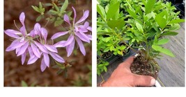 Starter Plant ( 8L ) Purple Spider Azalea ( Koromo Shikibu )- ( 1 live plant ) - $40.99