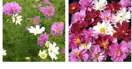 300 Seeds! Cosmos PSYCHE Mix Beautiful 4” Frilly Double Petals 3-4’ High - £21.62 GBP