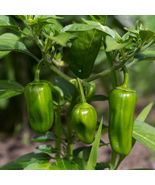 From US 5Jalapeno Peppers Seeds Organic Non Gmo Heirloom Vegetable Free ... - £8.65 GBP