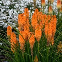 FRESH 25 Orange Blazer Torch Lily Hot Poker Flower - $8.00