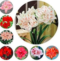 Fresh Seeds 100Pcs Mixed Amaryllis Seeds Not Bulbs - $12.36