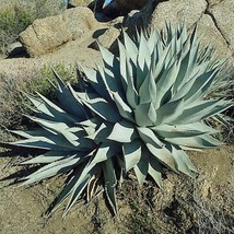 Agave Deserti Desert Agave 10 Seeds Fresh Seeds - £16.43 GBP