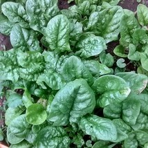 USA Seller Bloomsdale Long Standing Spinach Gardening Vegetable Seeds Fast Shipp - $17.88