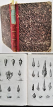 1866 antique BOUND illus NATURE full year french ENGRAVINGS butterfly shell more - £97.27 GBP