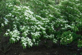 Chinese Dogwood Cornus Kousa Chinensis 20 Seeds Gardening USA SELLER - $8.50