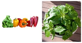 Pepper Plant Collection - 2.5&quot; Pots- Shishito, Colorbell, Giant Marconi - £47.94 GBP