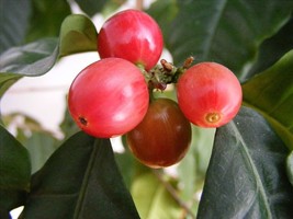 Dwarf Arabica Coffee 4 Seeds Indoor Coffee Bean Tree - £5.88 GBP