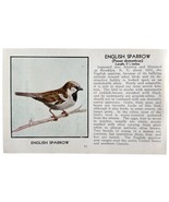 English Sparrow Bird Print 1931 Blue Book Birds Of America Antique Art P... - $19.99