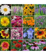 VC 1000 Wildflower Mix Seeds  All Perennial Attracts Bees Fast Shipping US - $7.99