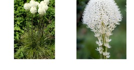 500+ Beargrass Seeds White Torch Lily (Xerophyllum Tenax) Tall Flower Free Ship - £27.17 GBP