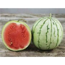 Dixie Queen Watermelon Seeds, Cuban Queen, NON-GMO, Crimson, Heirloom, FREE SHIP - £6.30 GBP