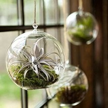 CLEAR GLOBE FLORAL GARDEN HANGING TERRARIUM PLANTER VASE CONTAINER SUCCU... - £6.32 GBP