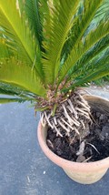 25 Years+  4&#39; tall  King Sago Palm Tree Real Live Plant Indoor Outdoor - $150.00
