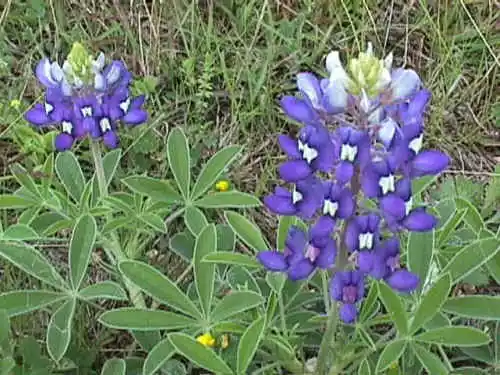 Bluebonnet Texas Tx State Flower Blue 60 Seeds Fresh - £8.61 GBP