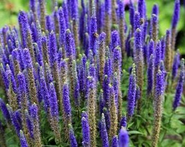 200 Blue Bouquet Veronica Spicata Spike Speedwell Herb Flower Seeds Fresh Usa Se - £8.07 GBP