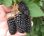 Giant Thornless Blackberry Fruit Vegetable Home Garden Plant 100 Seeds - £6.26 GBP