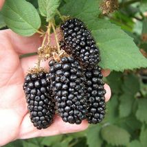 Giant Thornless Blackberry Fruit Vegetable Home Garden Plant 100 Seeds - £6.25 GBP