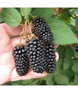 Giant Thornless Blackberry Fruit Vegetable Home Garden Plant 100 Seeds - £6.30 GBP