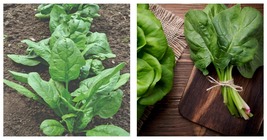 200 Seeds Spinach- Giant Noble Seeds Fresh Seeds - £17.57 GBP
