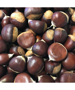 Chestnuts - Fresh in the Shell - 2 Pounds 32 Ounces - $45.73