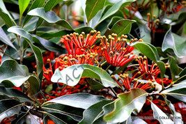 Stenocarpus Sinuatus Firewheel Tree @J@ Rare Exotic Flowering Trees Seed 5 Seeds - £7.18 GBP