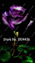 Osiria Rose Gorgeous FlowerAbracadabra Rose Lover Rose Seed Planting Hol... - $7.89