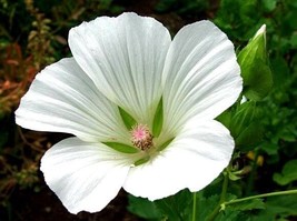 20+ White Malope Trifida Flower Seeds Mallow Annual Early Spring Bloom - $9.84