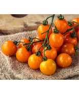 Tomato Orange Zima Hybrid Cherry/Grape 15 Fresh Seeds  - $12.29 CAD