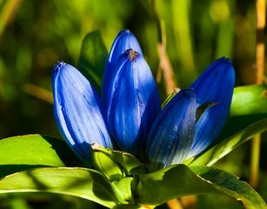 Semilir Blue Bottle Gentian Gentiana Andrewsii 190 Seeds Fast Grow From US - £6.66 GBP