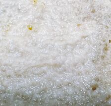 Live Microworms Culture starter 4fl oz  –Perfect First Food for Fry  SUP... - $11.87