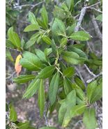 Emory Oak  10 Seeds  Quercus emoryi - $71.24 MXN