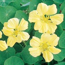 Moonlight Nasturtium Seeds 15 Seeds  - £8.14 GBP