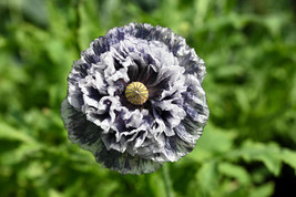 50 Organic Amazing Grey Poppy Papaver Rhoeas Silvery Gray Flower Seeds - $15.60