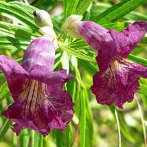 Fast Ship USA Seller Chilopsis Linearis Subsp Arcuata Desert Willow 10 Seeds - $20.80