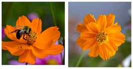 300 Seeds! Cosmos Crazy Bright Orange Sulphur Tall Semi-double Blooms - £21.22 GBP