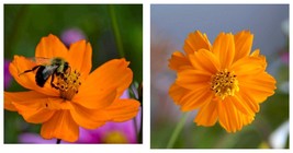 300 Seeds! Cosmos Crazy Bright Orange Sulphur Tall Semi-double Blooms - £21.58 GBP