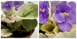 Purple Passion Live Plant African Violet 4&quot; - £51.75 GBP